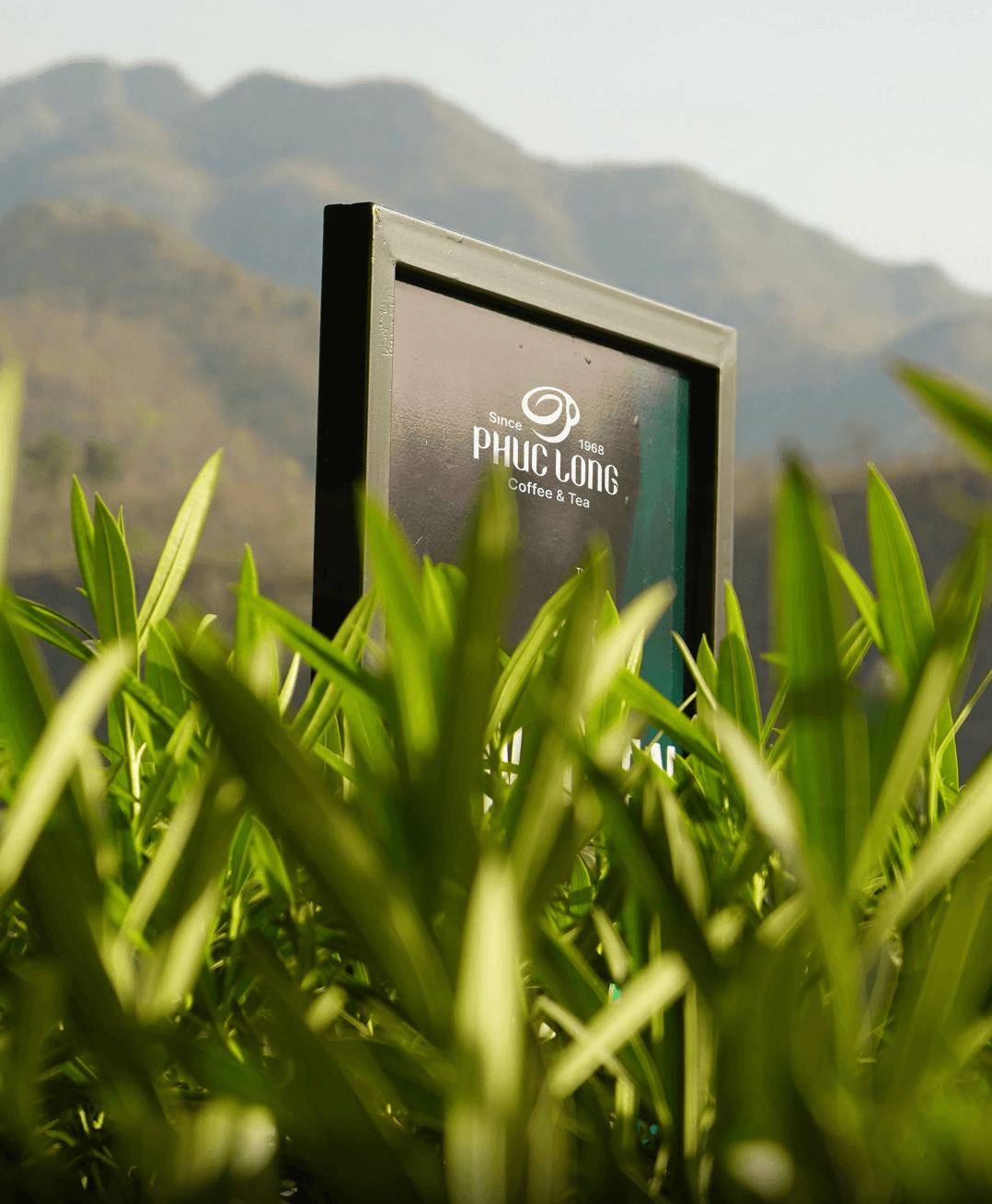 Tea field visual